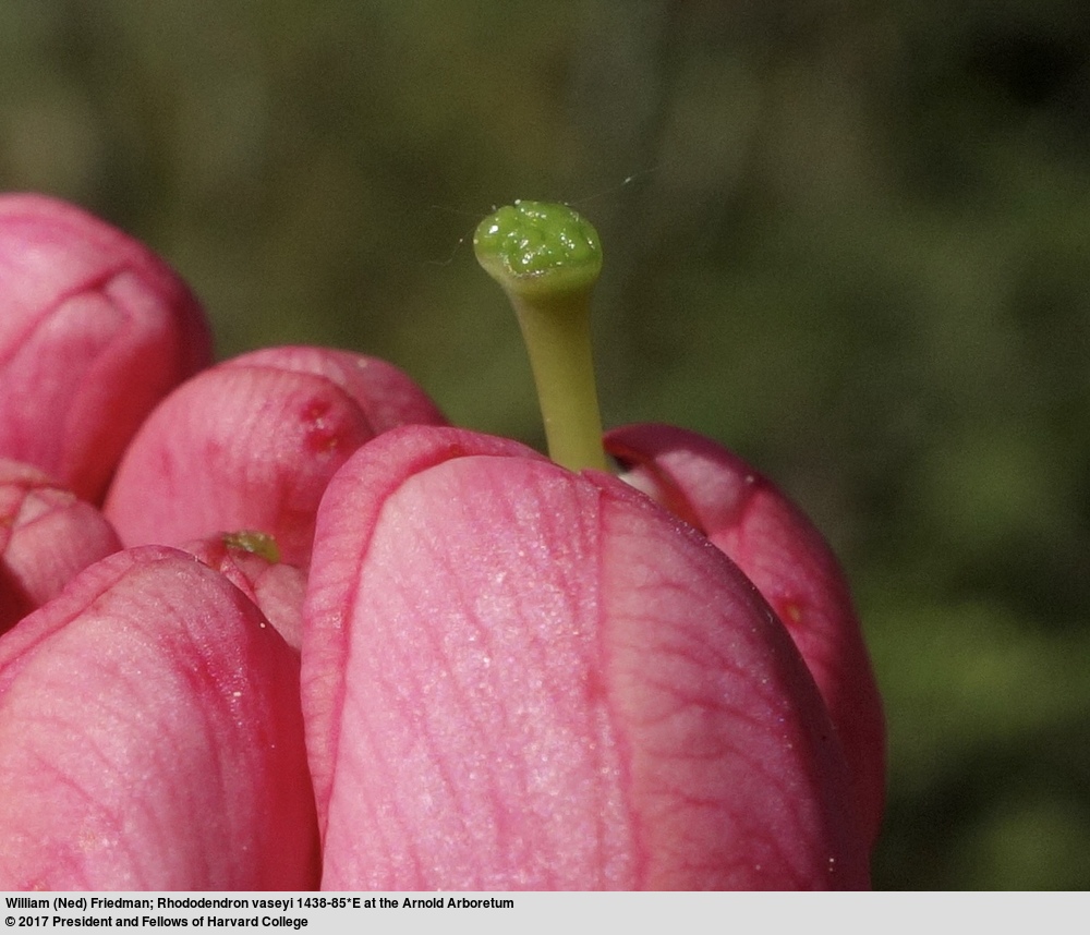 Pink-shell Azalea / Center For Plant Conservation