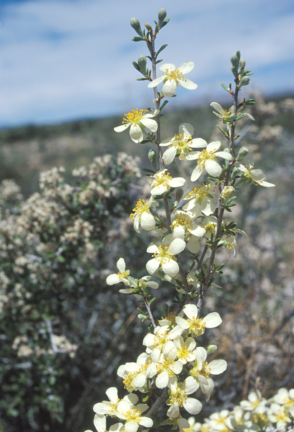 Arizona Cliffrose / Center For Plant Conservation