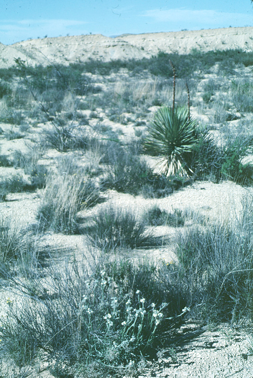 Terlingua Creek Cat's-eye / Center For Plant Conservation
