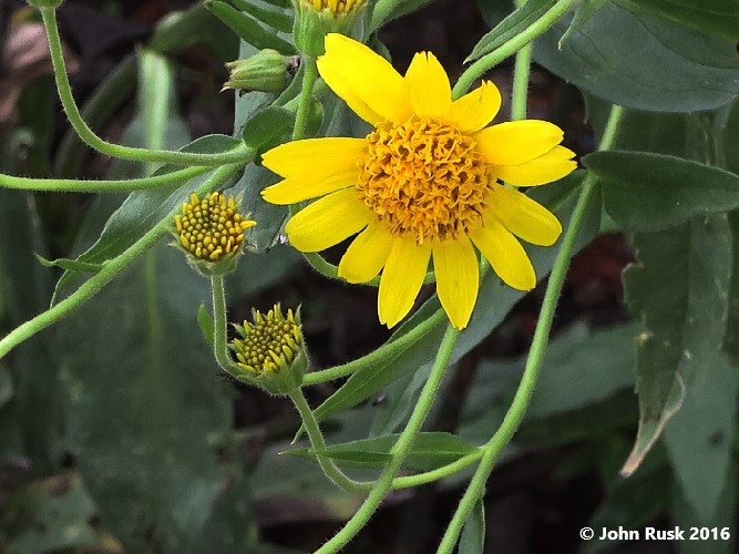 Lanceleaf Arnica / Center For Plant Conservation
