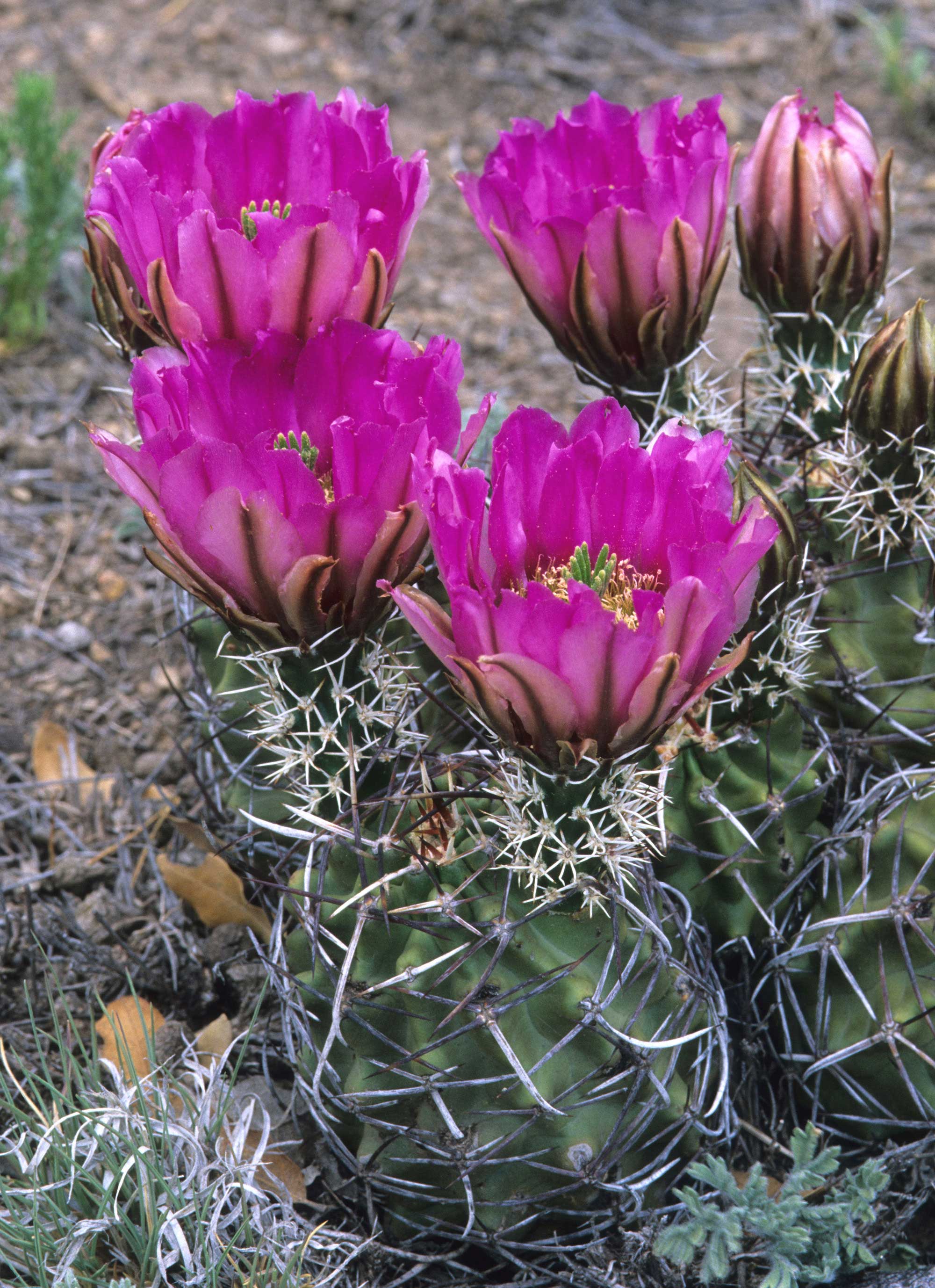 Kuenzler's Hedgehog Cactus / Center For Plant Conservation