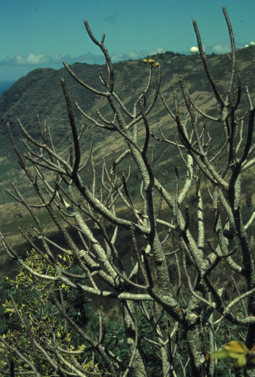 Akoko / Center For Plant Conservation