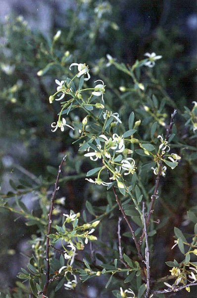 Texas Grease Bush / Center For Plant Conservation
