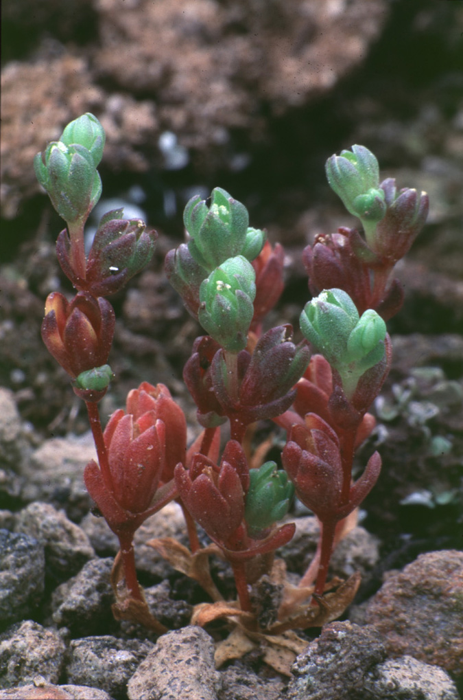 Tiny Tim / Center For Plant Conservation