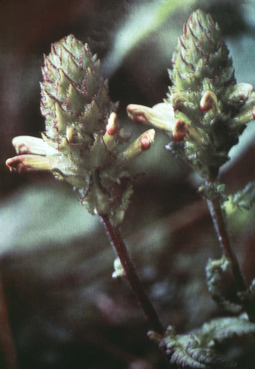 Furbish's Lousewort / Center For Plant Conservation