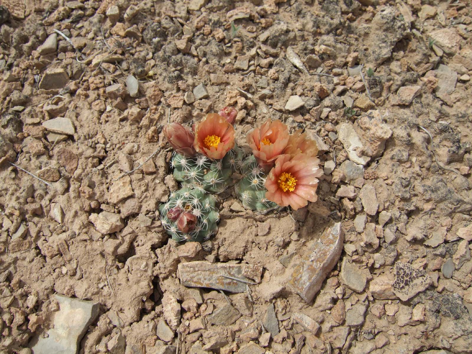 prickly pear cactus for sale 6-8ft Prickly Pear Cactus main image 1