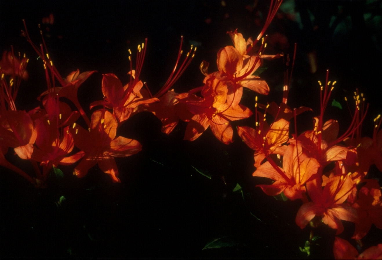 Plumleaf Azalea / Center For Plant Conservation