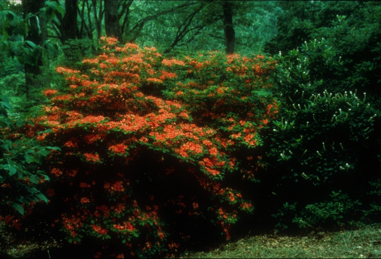 rhododendron silver copper Copper Creek main image 1