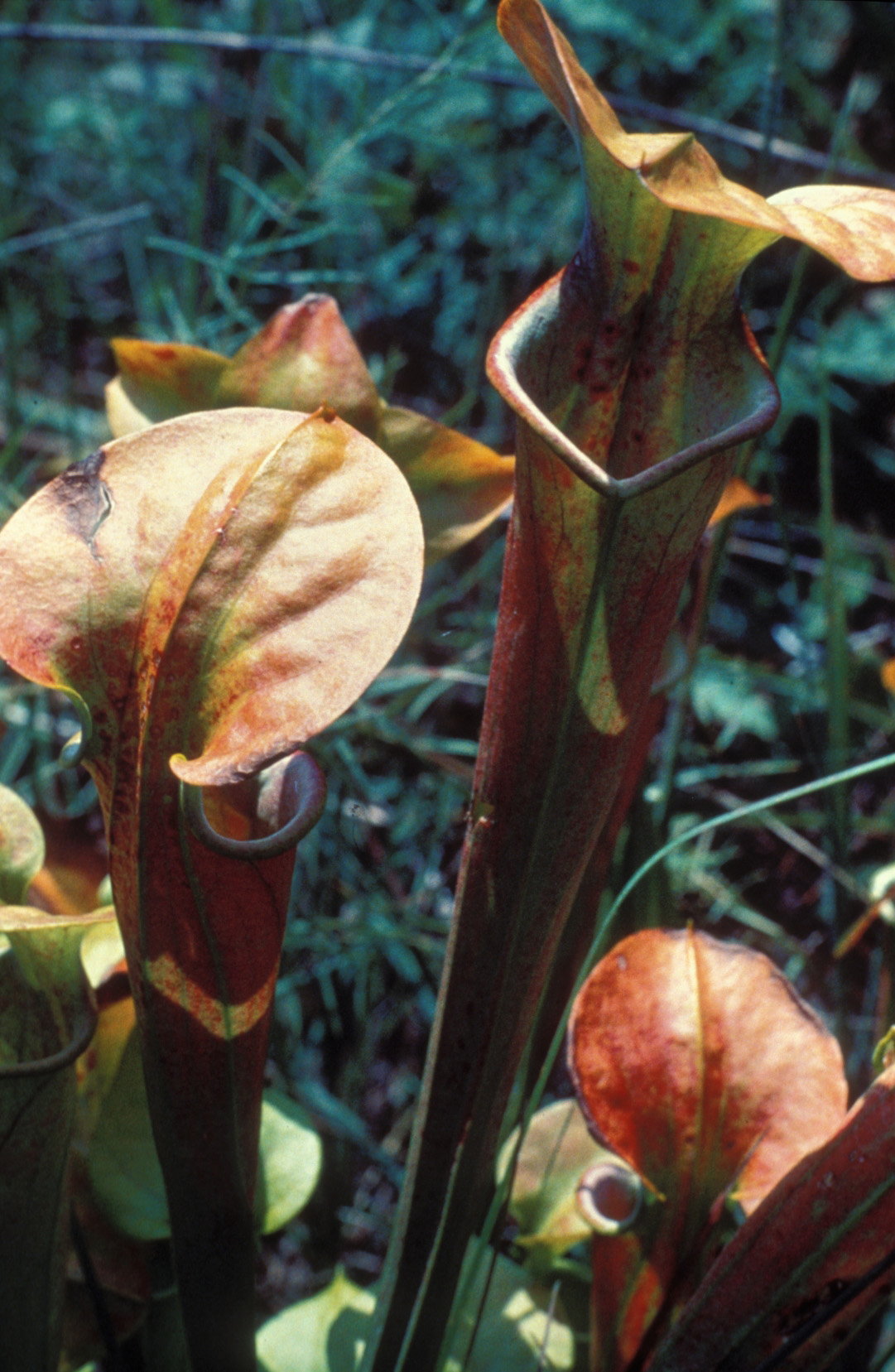 Green Pitcherplant / Center For Plant Conservation