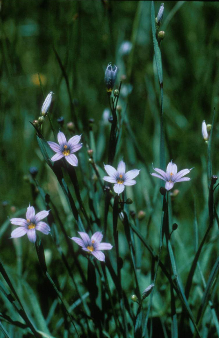 Pale Blue-eyed-grass / Center For Plant Conservation