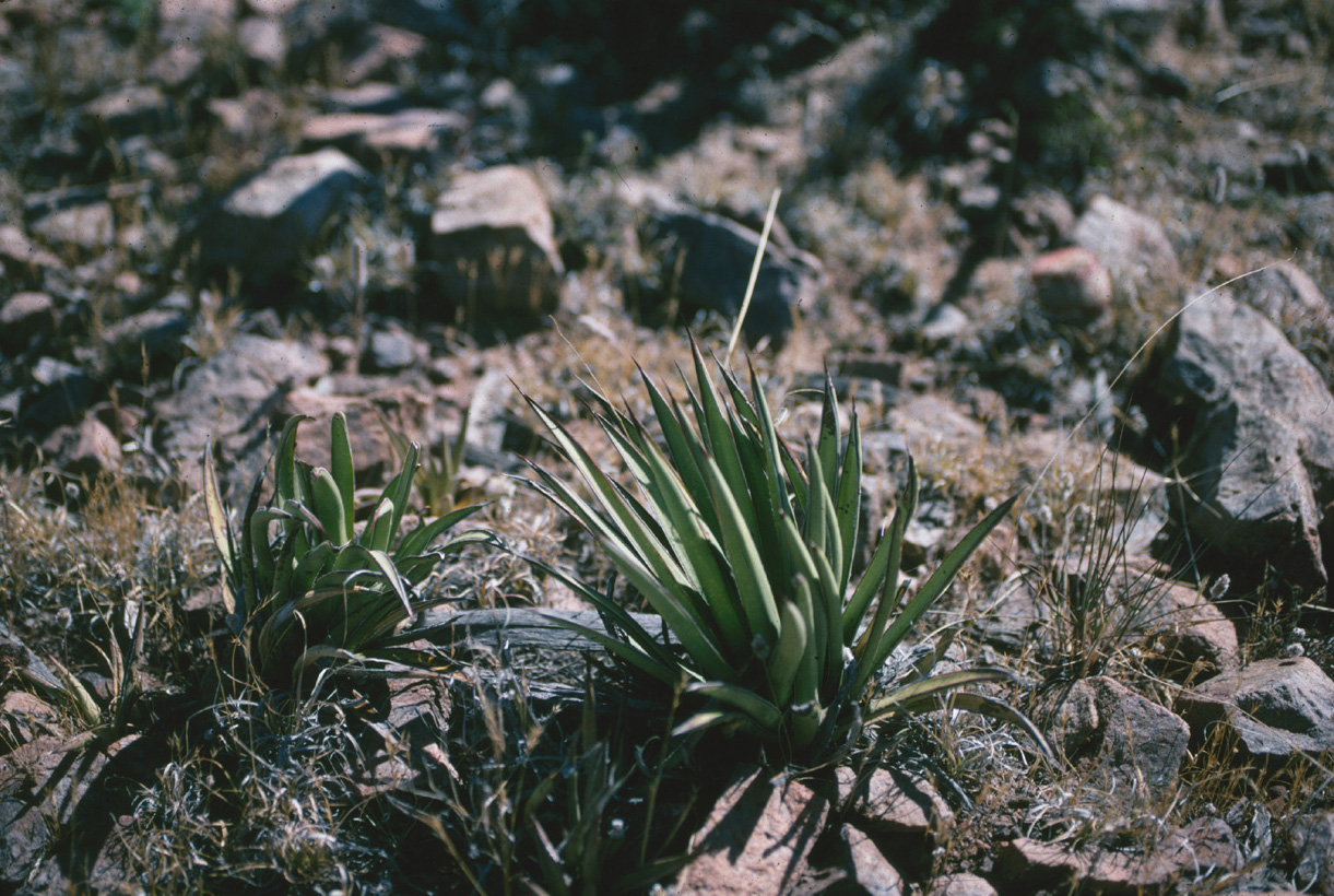 Schott's Century Plant / Center For Plant Conservation