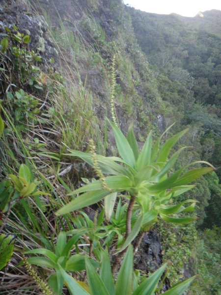 aloe city TrueAloe