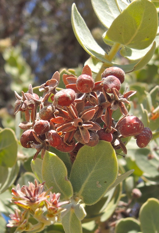 Mt. Diablo Manzanita / Center For Plant Conservation