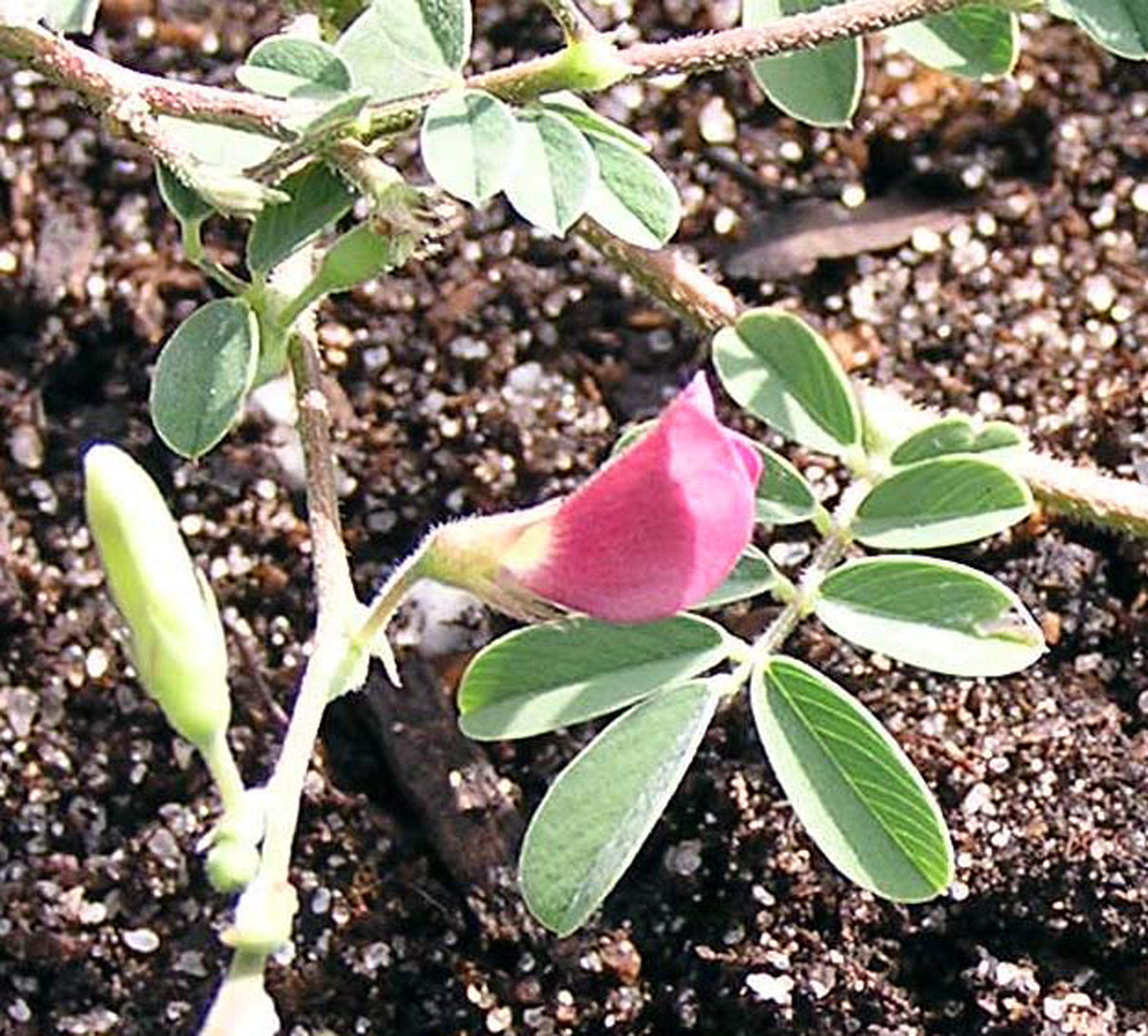 Devil's Shoestring / Center For Plant Conservation